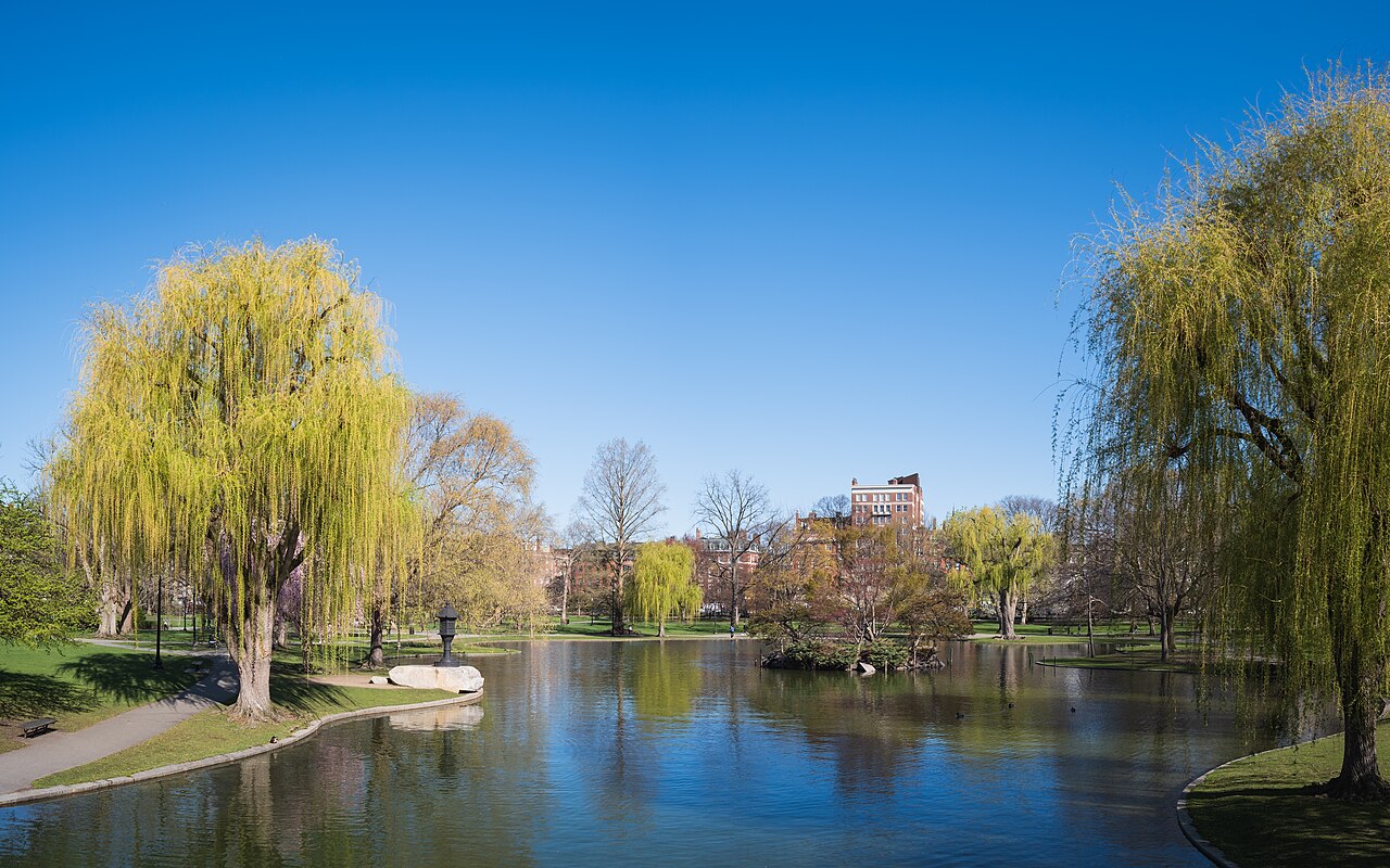 Willow trees beside the lagoon in Boston Public Garden, with Back Bay buildings beyond